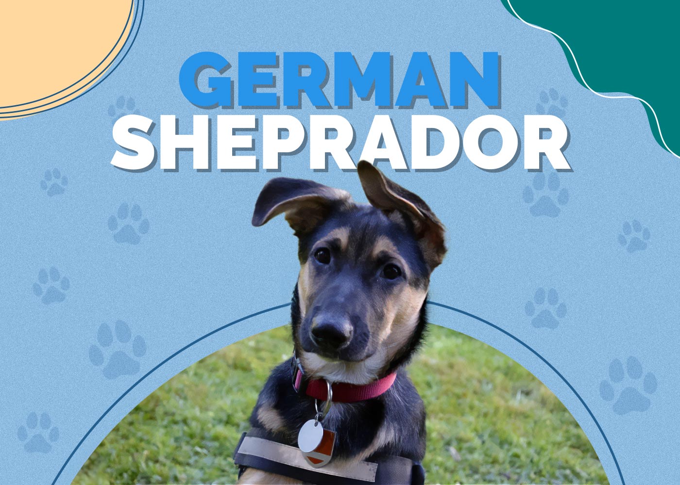 German Sheprador (Labrador & German Shepherd Mix)