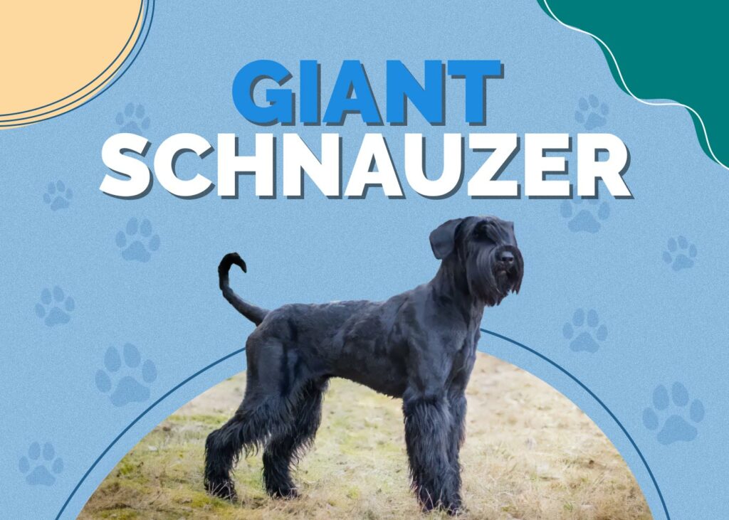 Giant Schnauzer