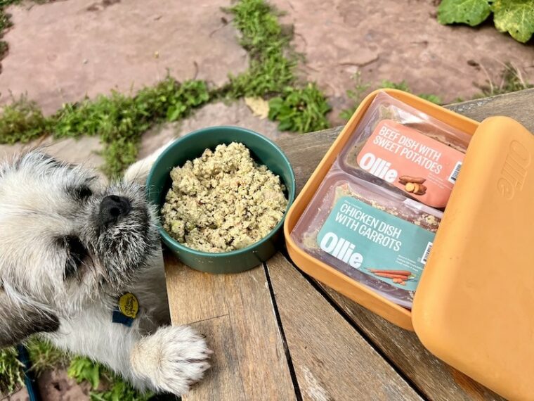 9 Best Puppy Foods For Toy Breeds In 2025 Reviews Top Picks Hepper Gizmo White Fluffy Dog Looking At Ollie Fresh Dog Food Chicken And Beef Recipes On Table Kate MacDonnell 760x570
