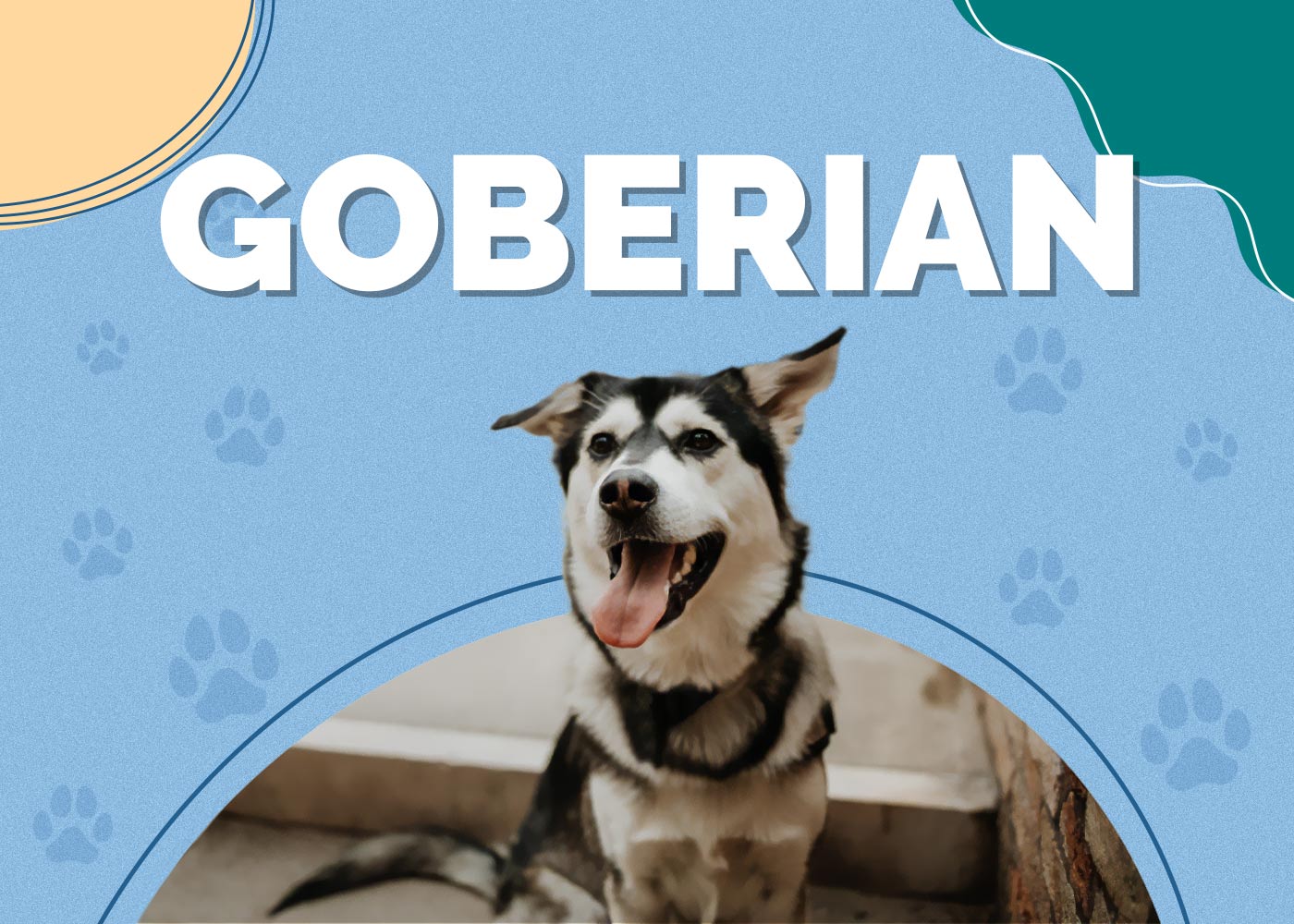 Goberian (Siberian Husky & Golden Retriever Mix)
