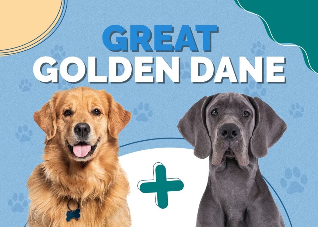 Great Golden Dane (Golden Retriever & Great Dane Mix)