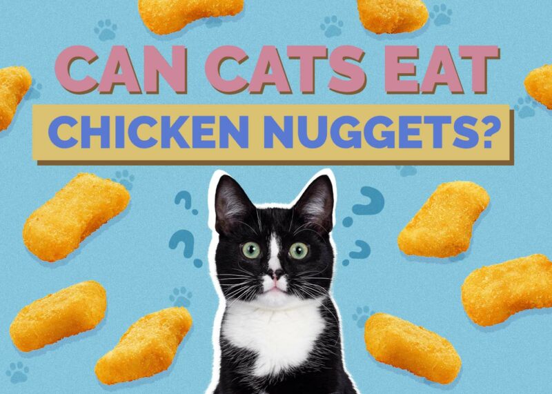 Hepper_Can Cats Eat_Chicken Nuggets