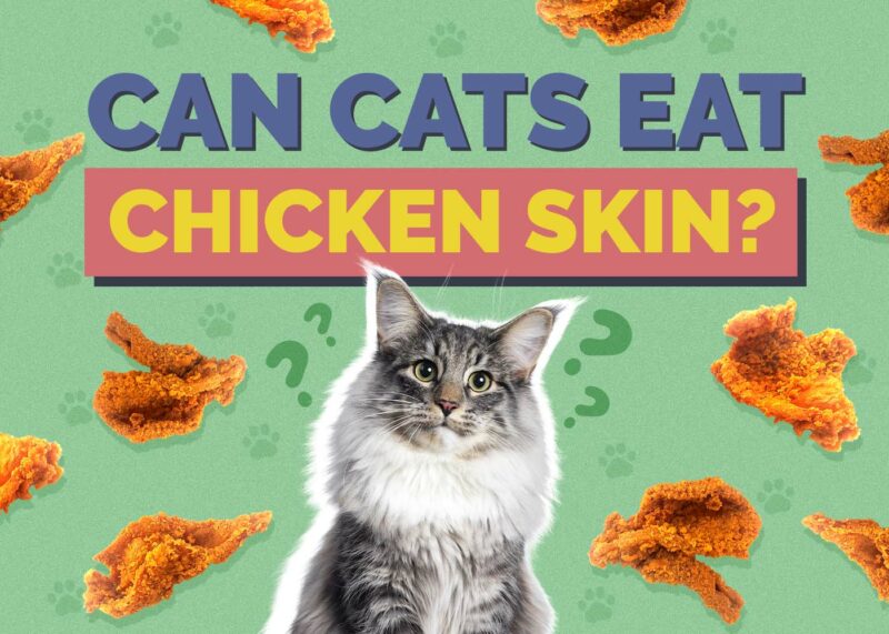 Hepper_Can Cats Eat_Chicken Skin