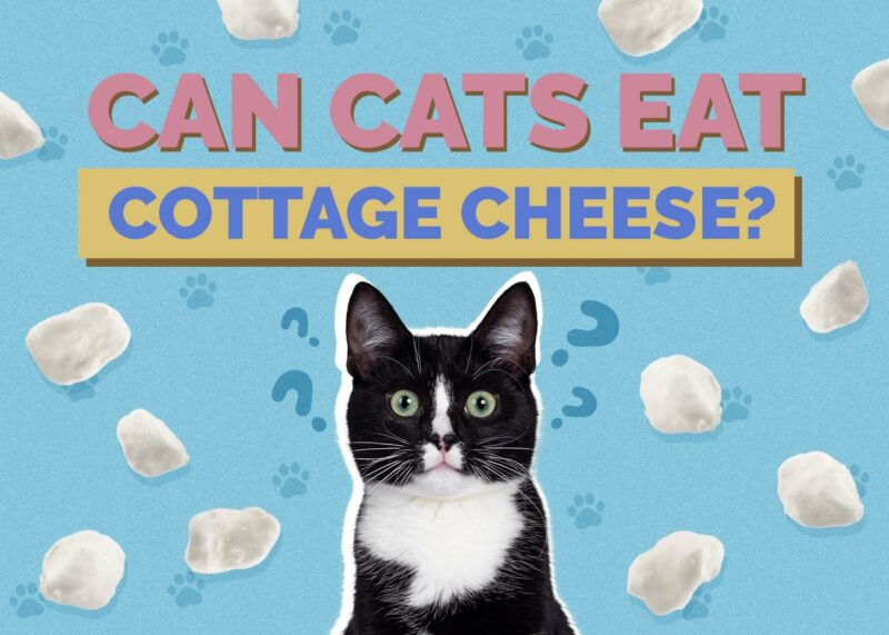 Hepper_Can Cats Eat_CottagHepper_Can Cats Eat_Cottage Cheesee Cheese