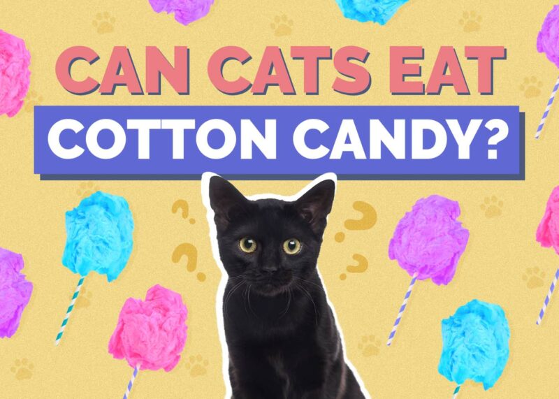Hepper_Can Cats Eat_Cotton Candy