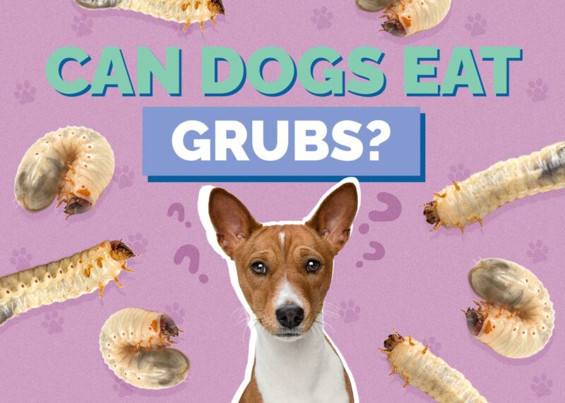 Hepper_Can Dogs Eat_Grubs