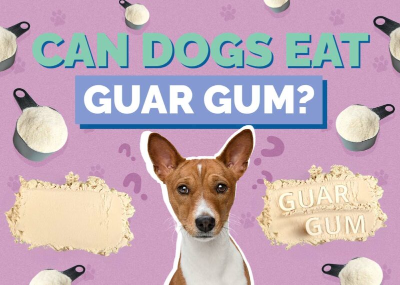 Hepper_Can Dogs Eat_Guar Gum