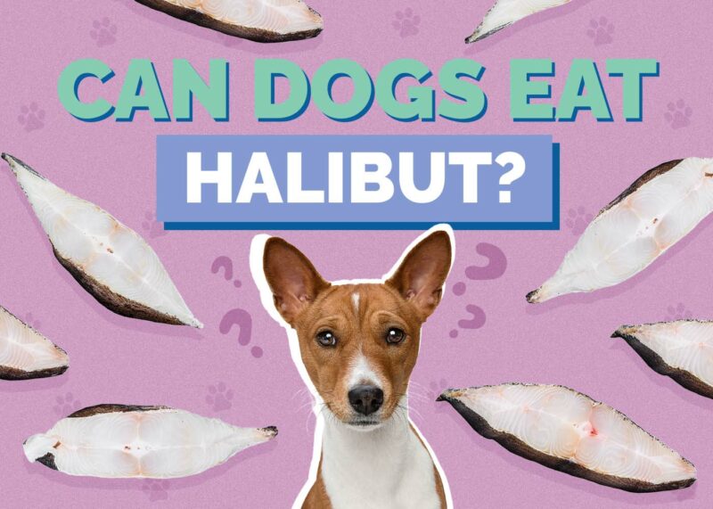 Hepper_Can Dogs Eat_Halibut