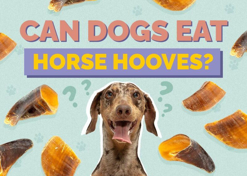 Hepper_Can Dogs Eat_Horse Hooves