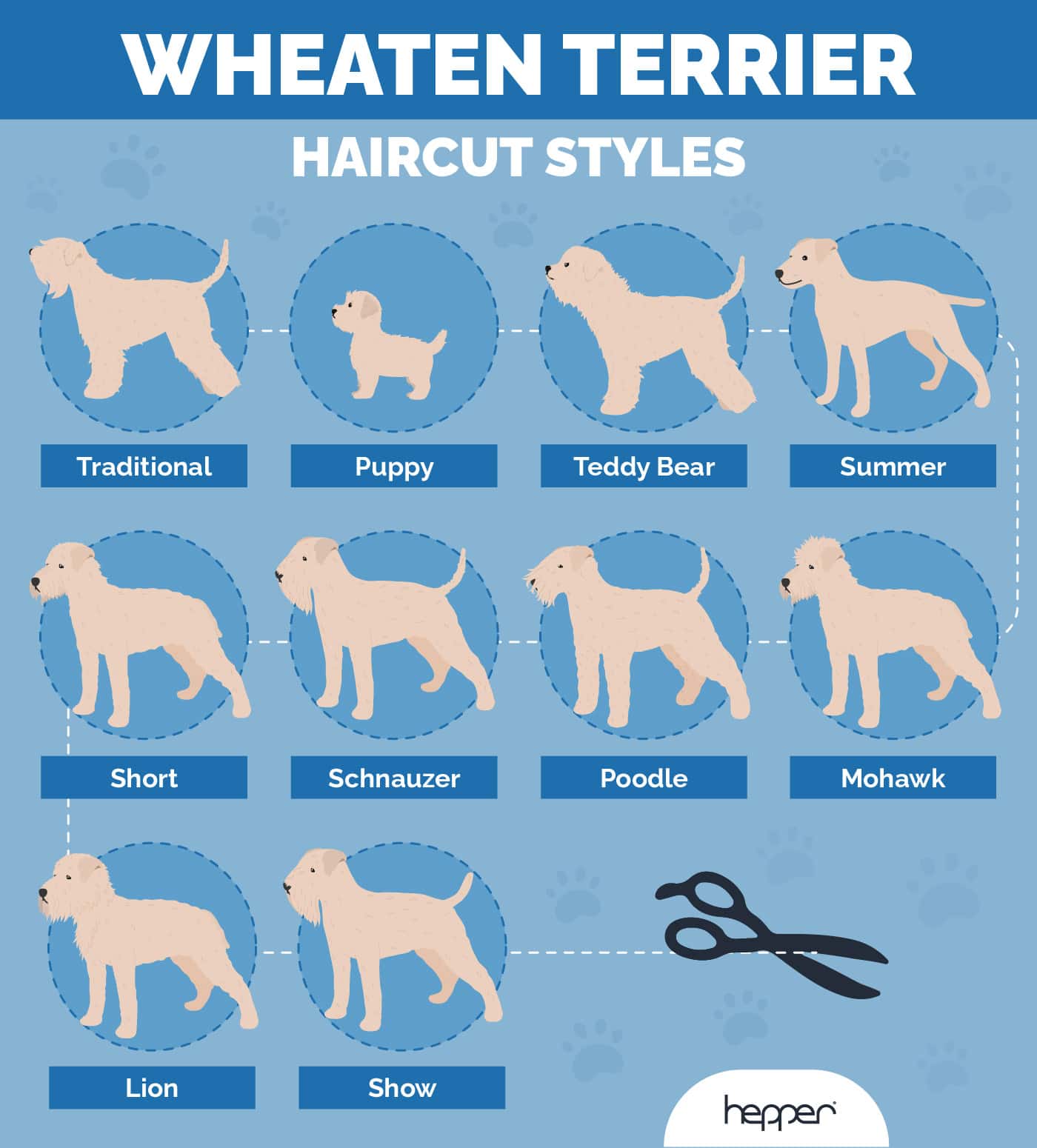 Hepper_Wheaten Terrier Haircut Styles Infographic