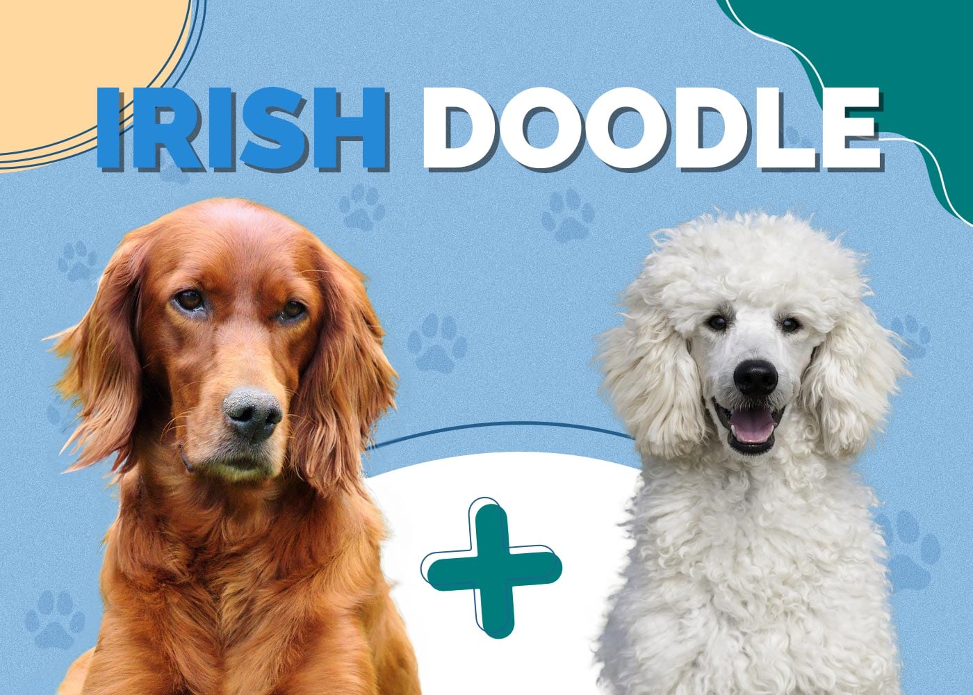 Irish Doodle (Poodle & Irish Setter Mix)