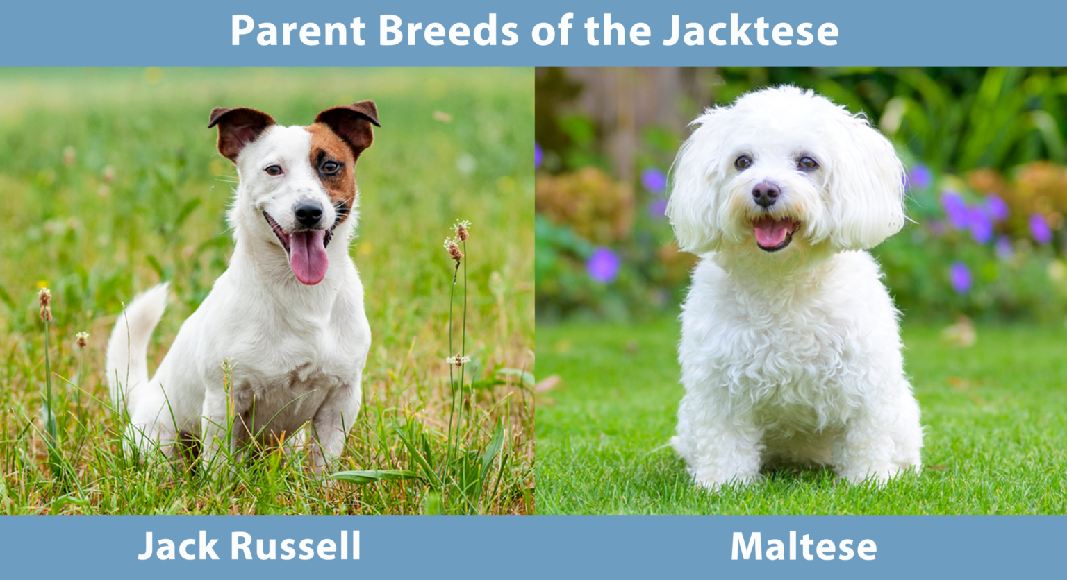 Jacktese (Jack Russell Terrier Maltese Mix) Info, Pictures, Traits & Facts Hepper