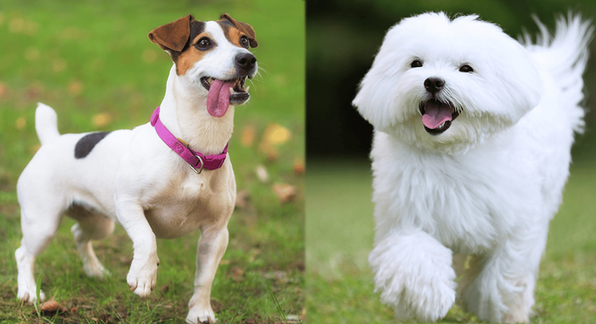 Jacktese (Jack Russell Terrier Maltese Mix) Info, Pictures, Traits & Facts Hepper