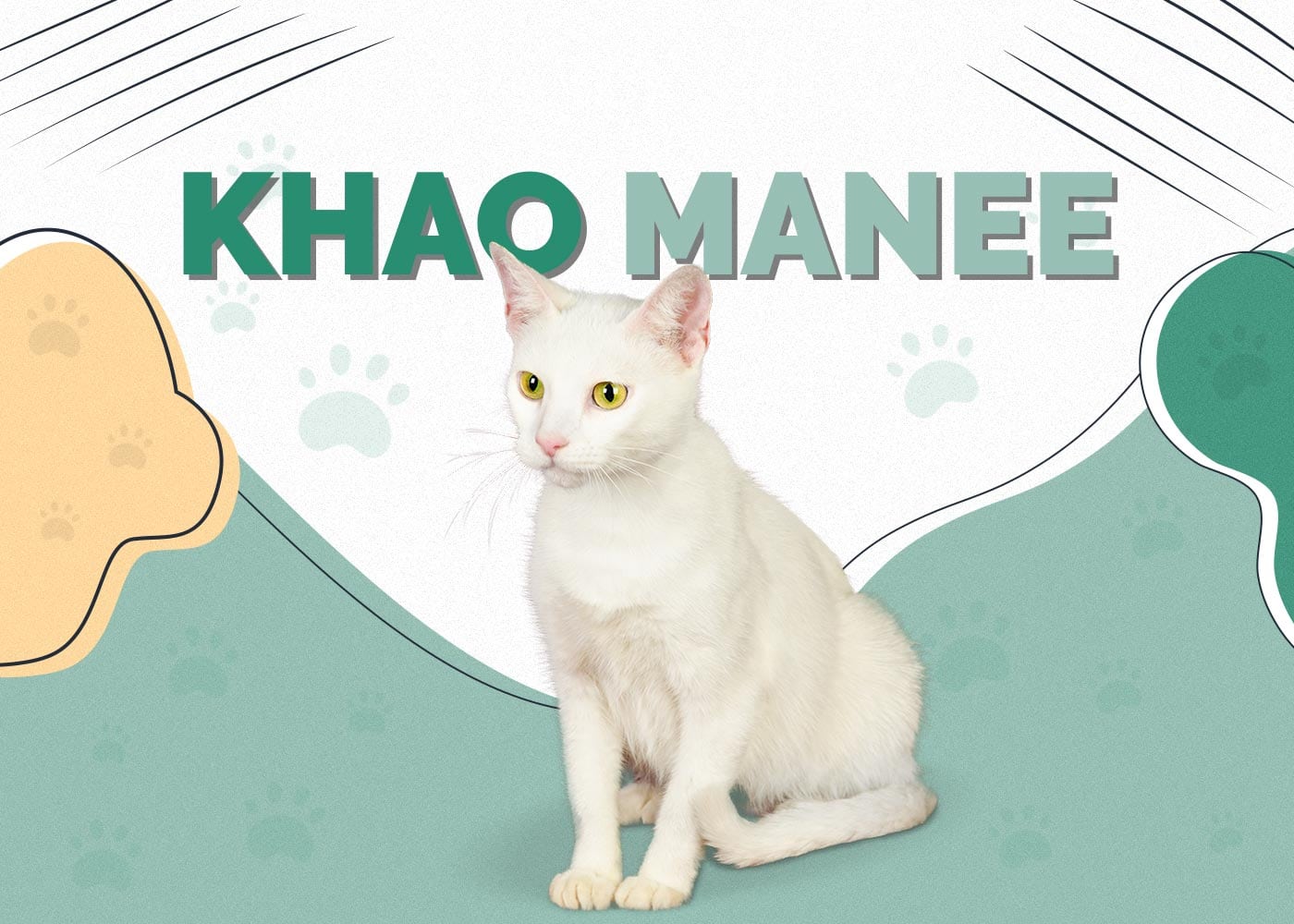 Khao Manee (Diamond Eye Cat)