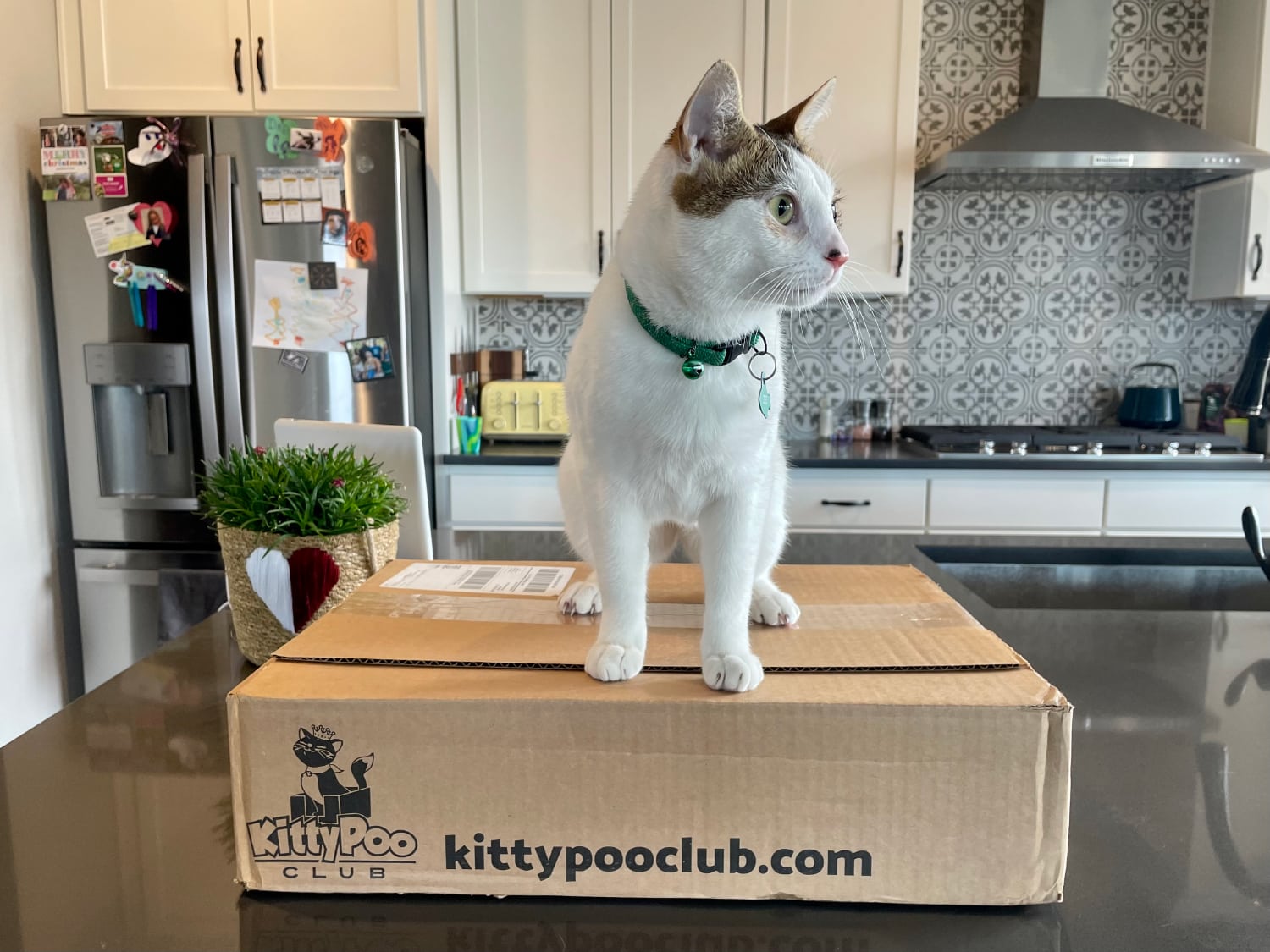 Kitty Poo Club - makoa sitting on the box