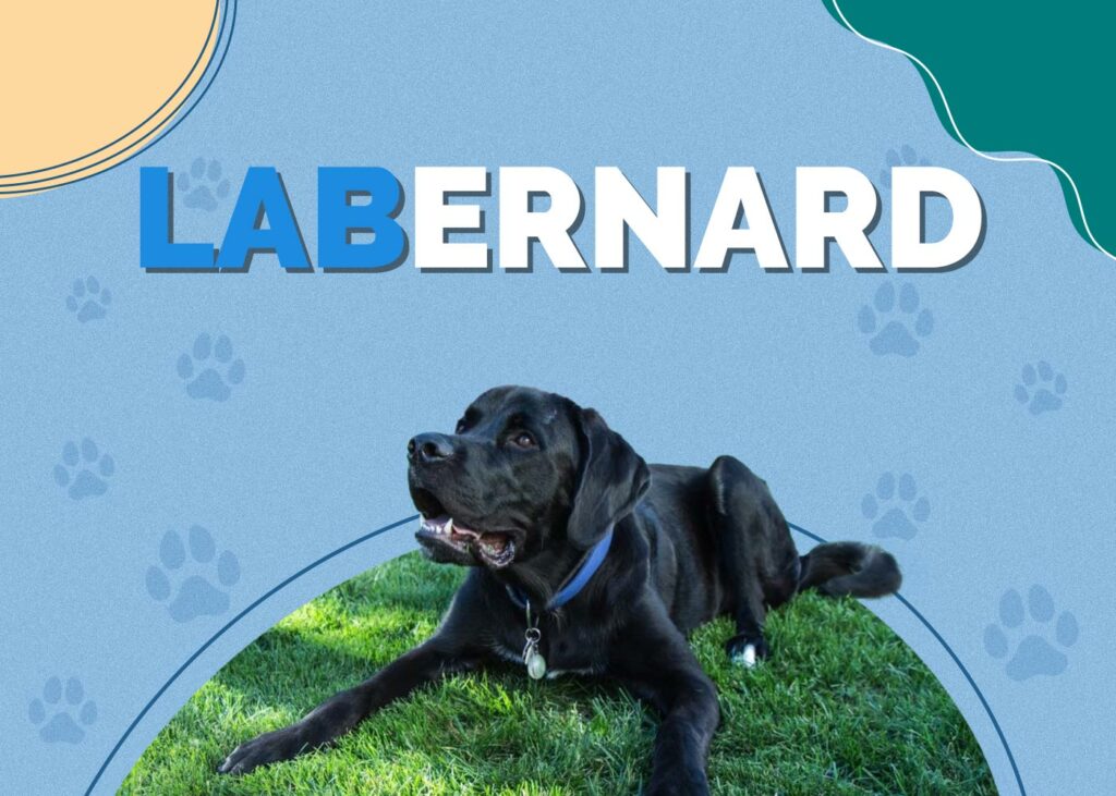 Labernard (Labrador & St. Bernard Mix)