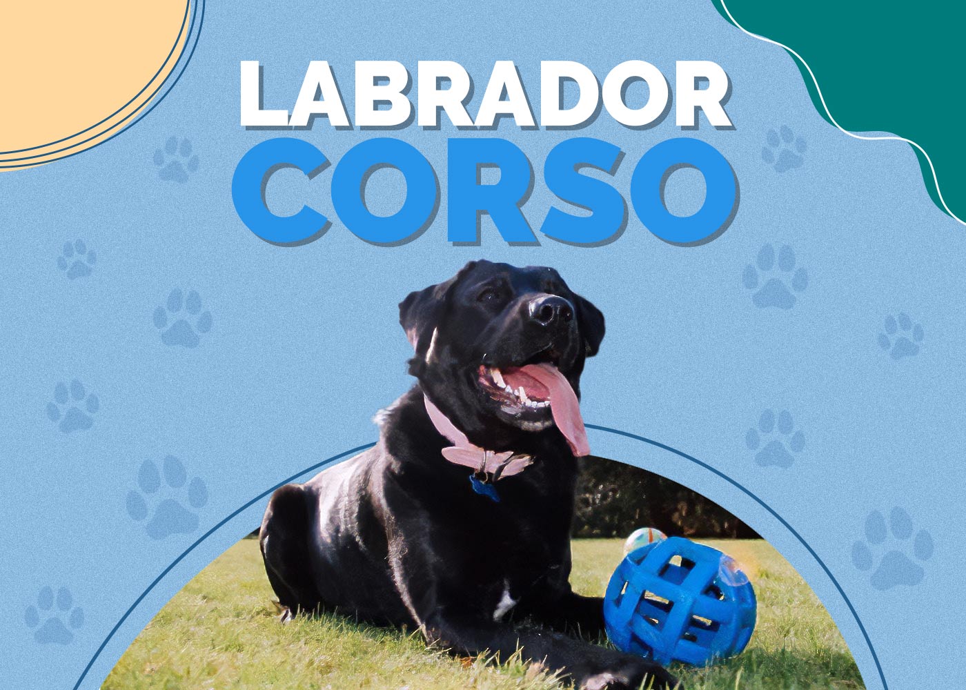 Labrador Corso (Cane Corso & Lab Mix)
