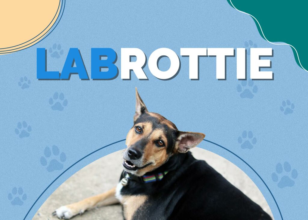 Labrottie (Labrador & Rottweiler Mix)