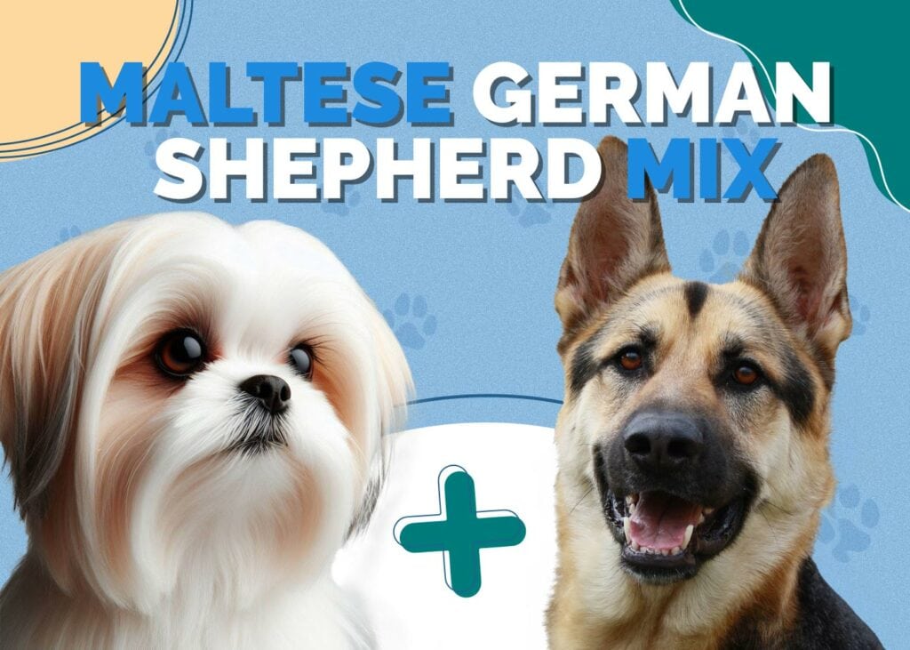 Maltese German Shepherd Mix