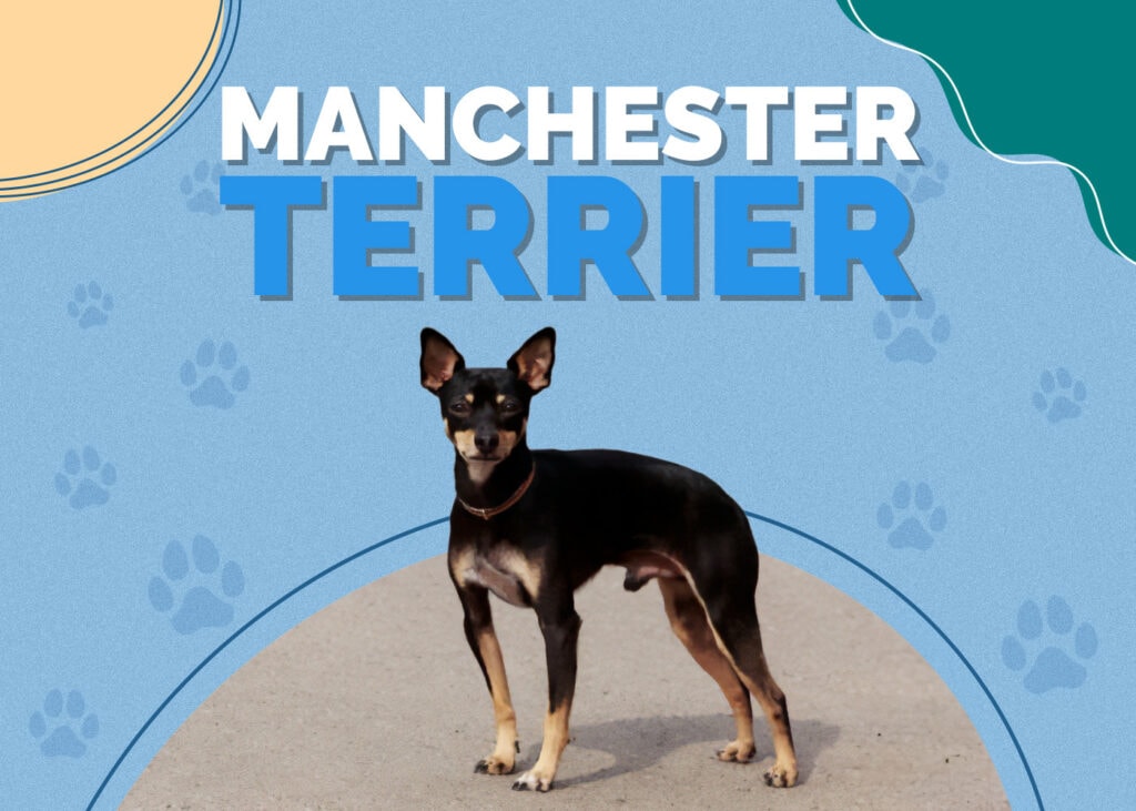 Manchester Terrier Dog