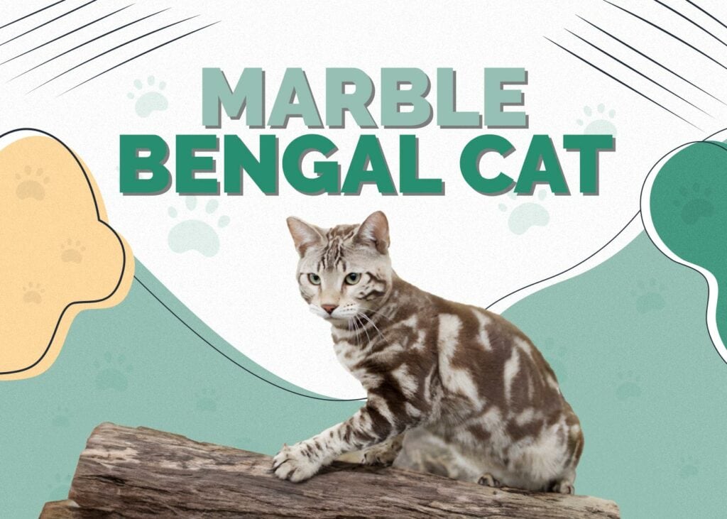 Marble Bengal Cat