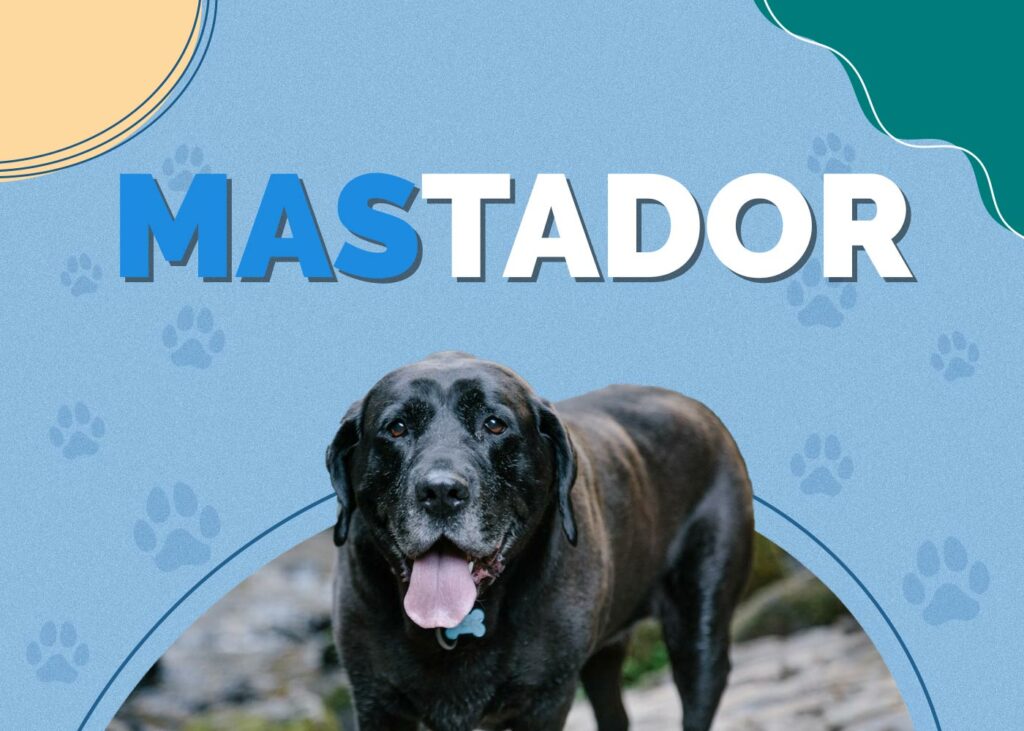 Mastador (Labrador & Mastiff Mix)