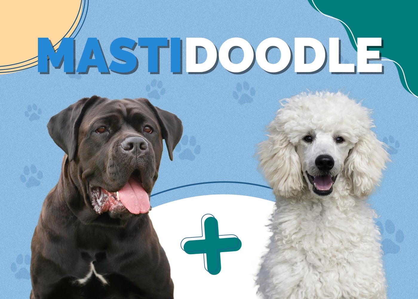 Mastidoodle (Mastiff & Poodle Mix)