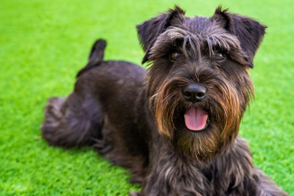 Mini Schnauzer dog puppy laying on the grass