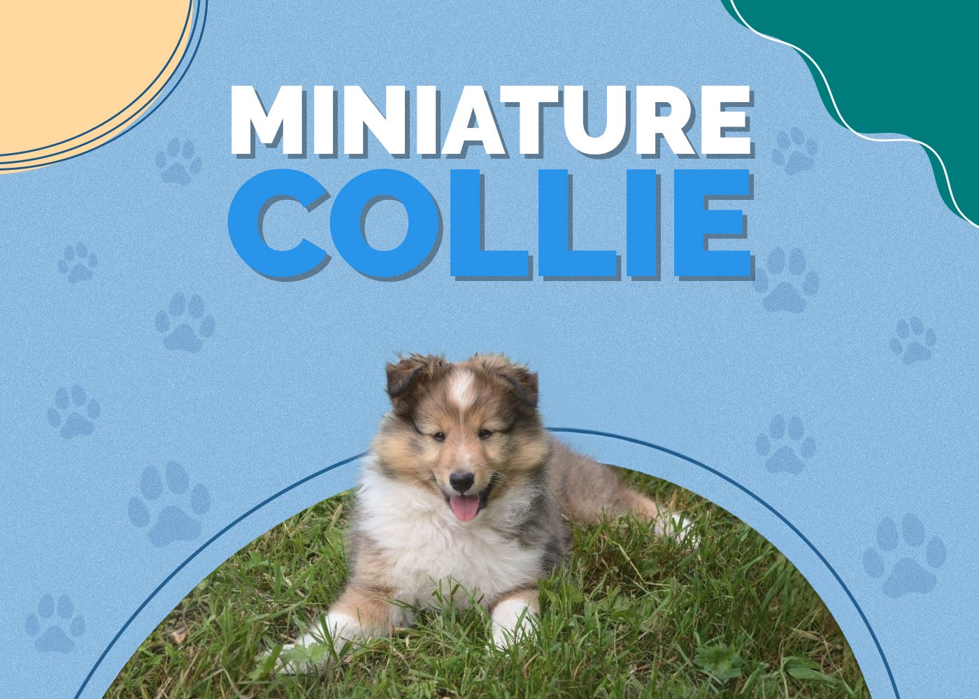 Miniature Collie