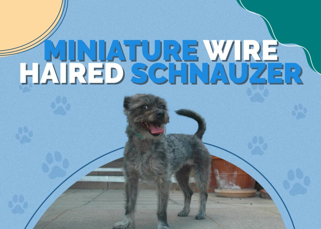 Miniature Wire Haired Schnauzer (Miniature Schnauzer & Wire Fox Terrier Mix)