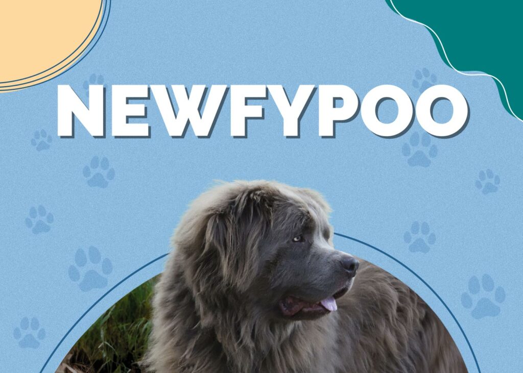 Newfypoo (Newfoundland & Poodle Mix)