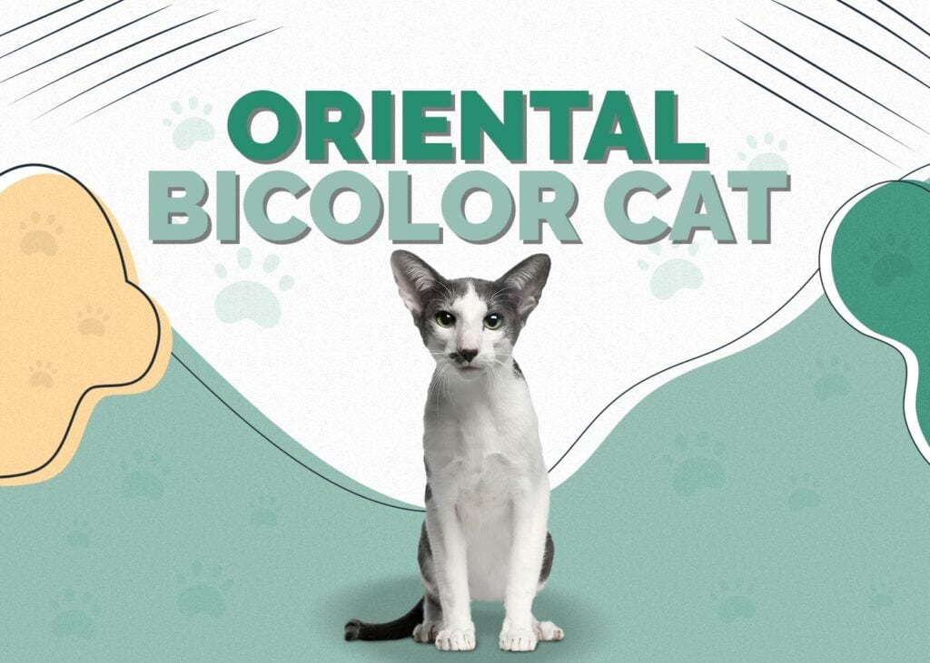 Oriental Bicolor Cat