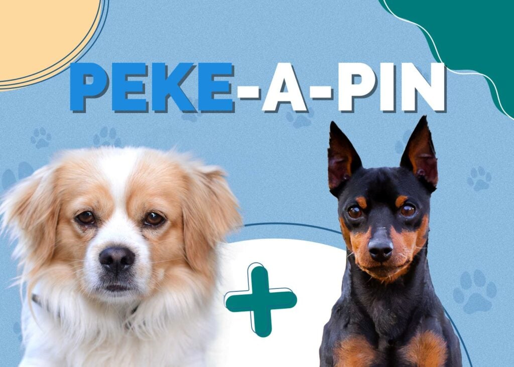 Peke-A-Pin (Pekingese & Miniature Pinscher Mix)