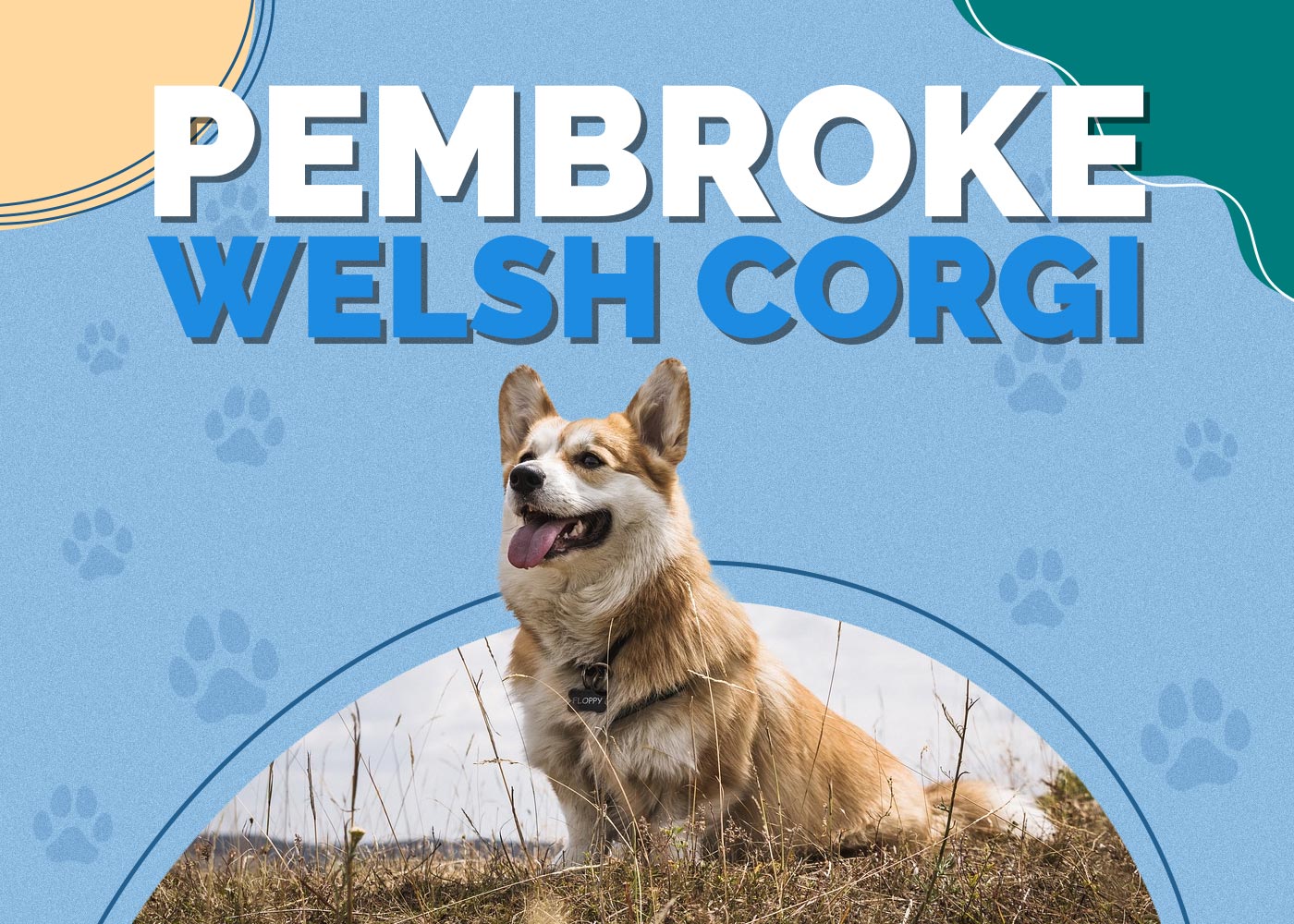 Pembroke Welsh Corgi Dog Breed: Info, Pictures, Traits & Facts | Hepper