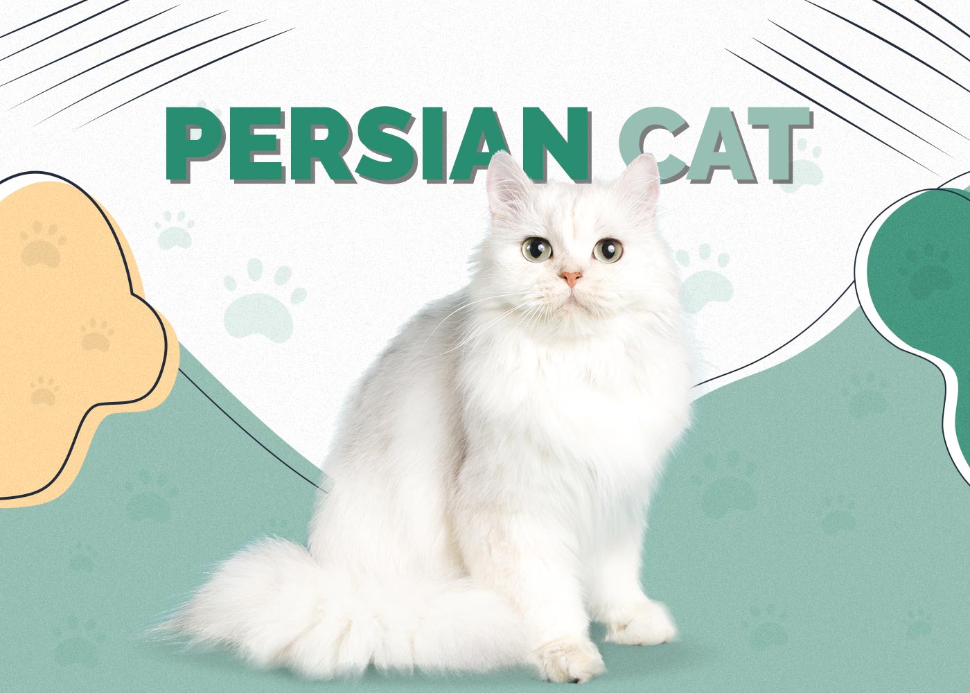 Persian Cat