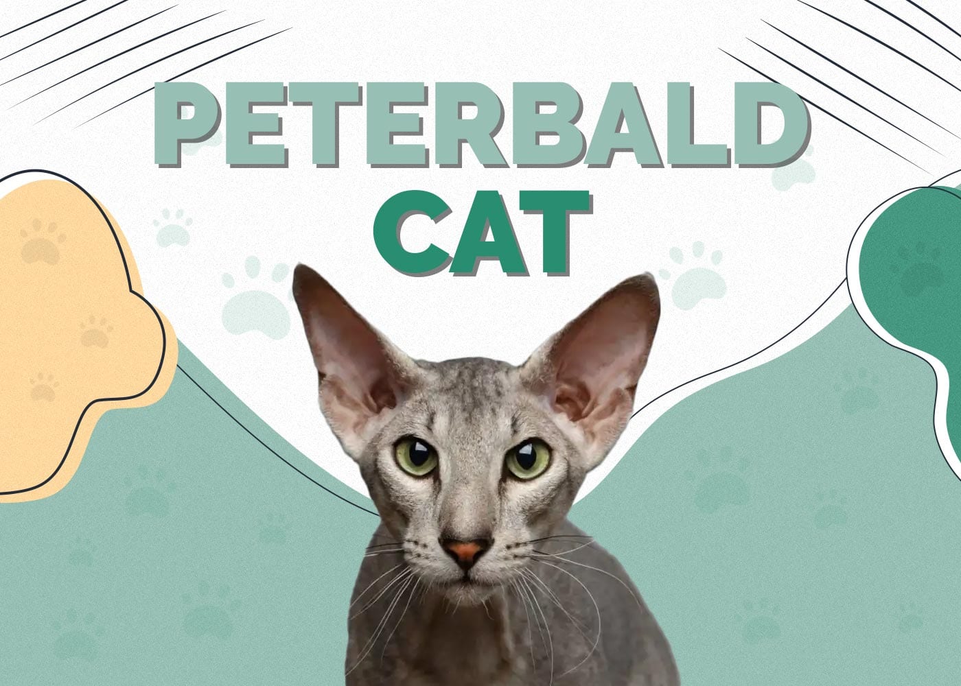 Peterbald Cat