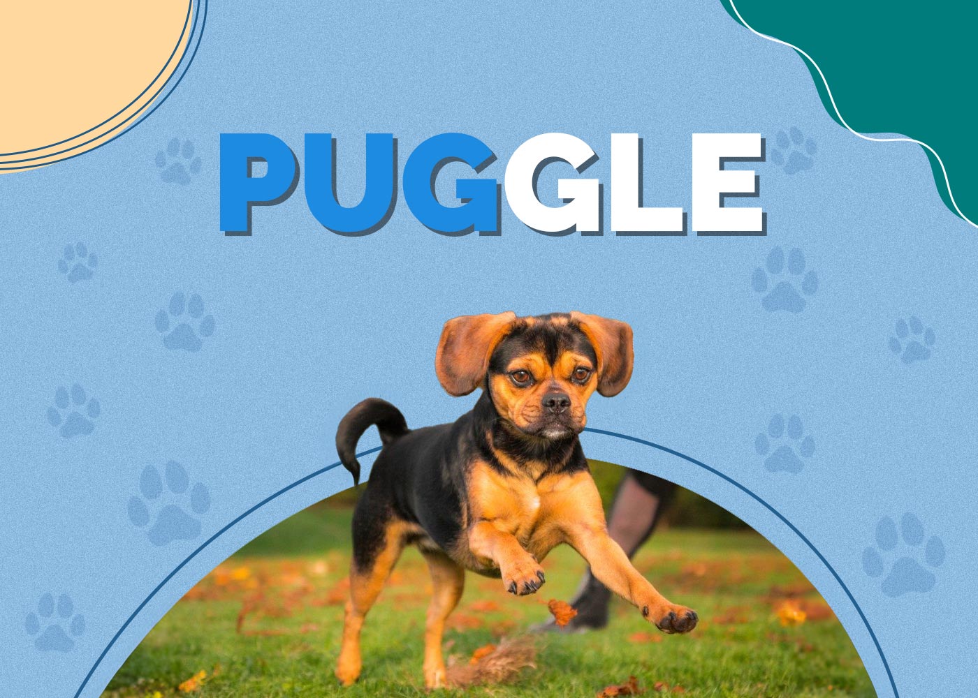 Puggle (Beagle & Pug Mix)