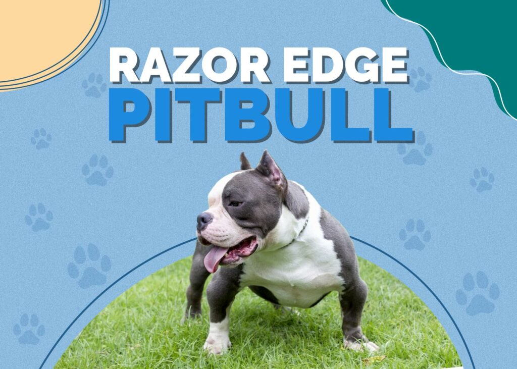 Razor Edge Pitbull