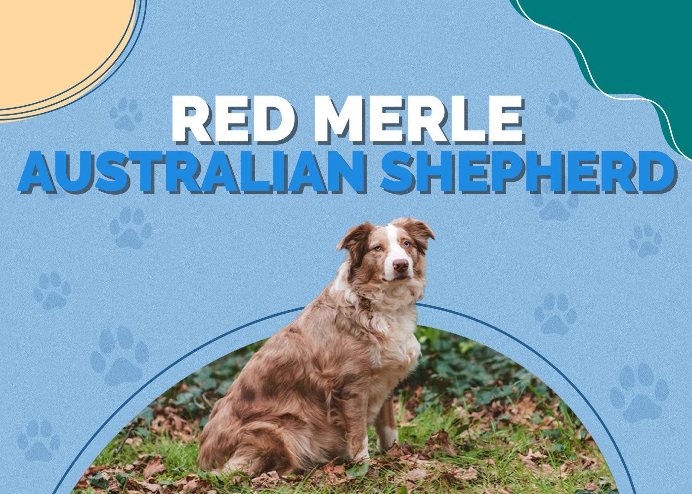 Red Merle Australian Shepherd