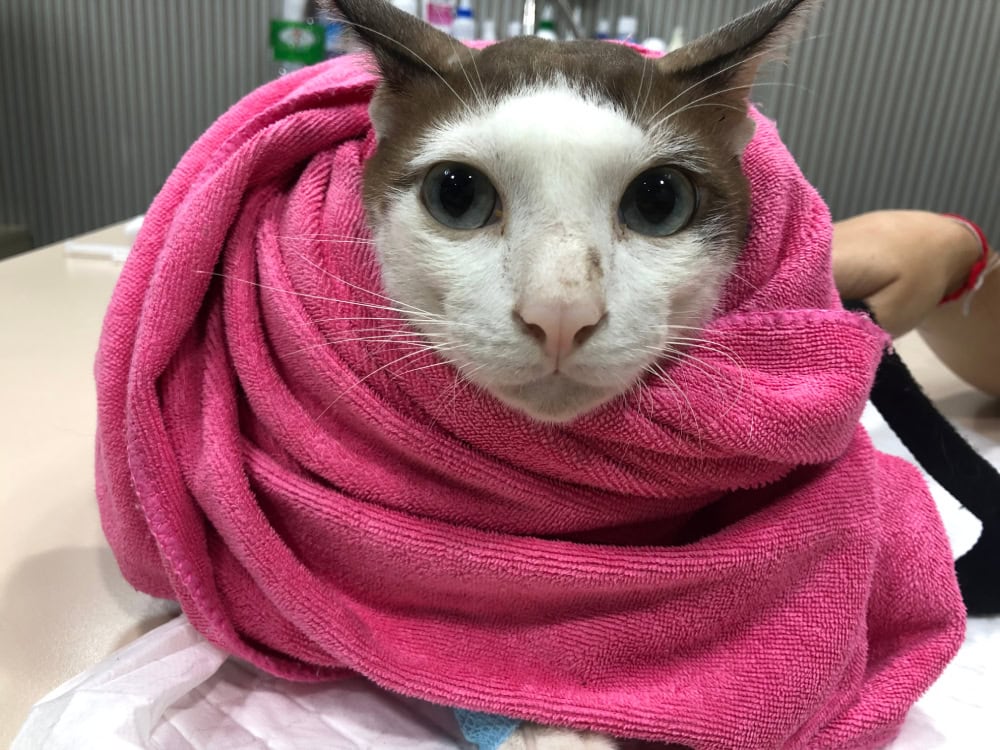 Restrain a sick old white face cat with pink towel around cat’s neck by vet