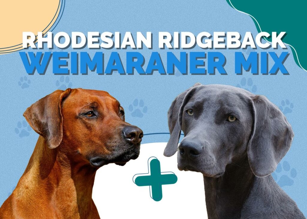 Rhodesian Ridgeback Weimaraner Mix