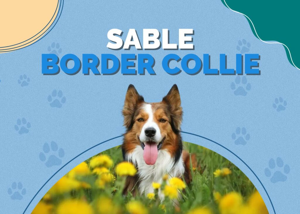 Sable Border Collie