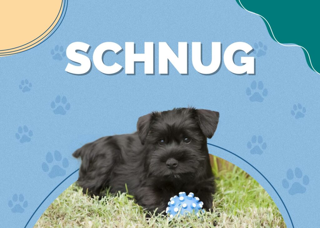 Schnug (Miniature Schnauzer & Pug Mix)