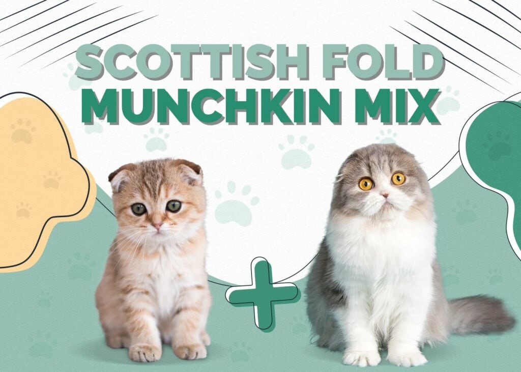 Scottish Fold Munchkin Mix Cat