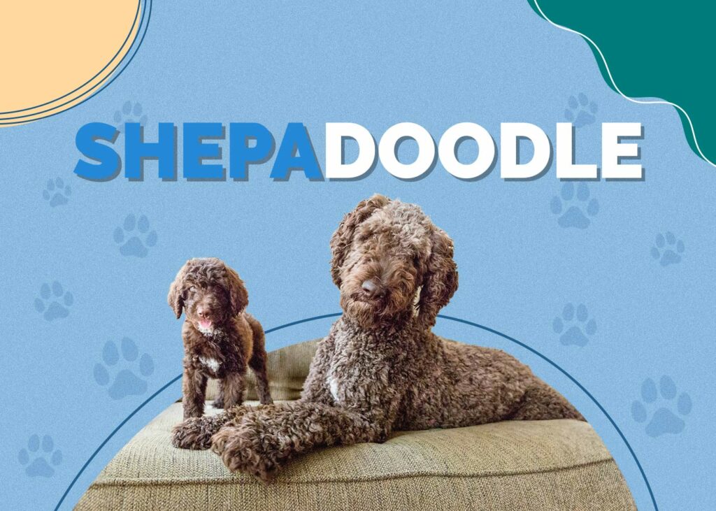 Shepadoodle