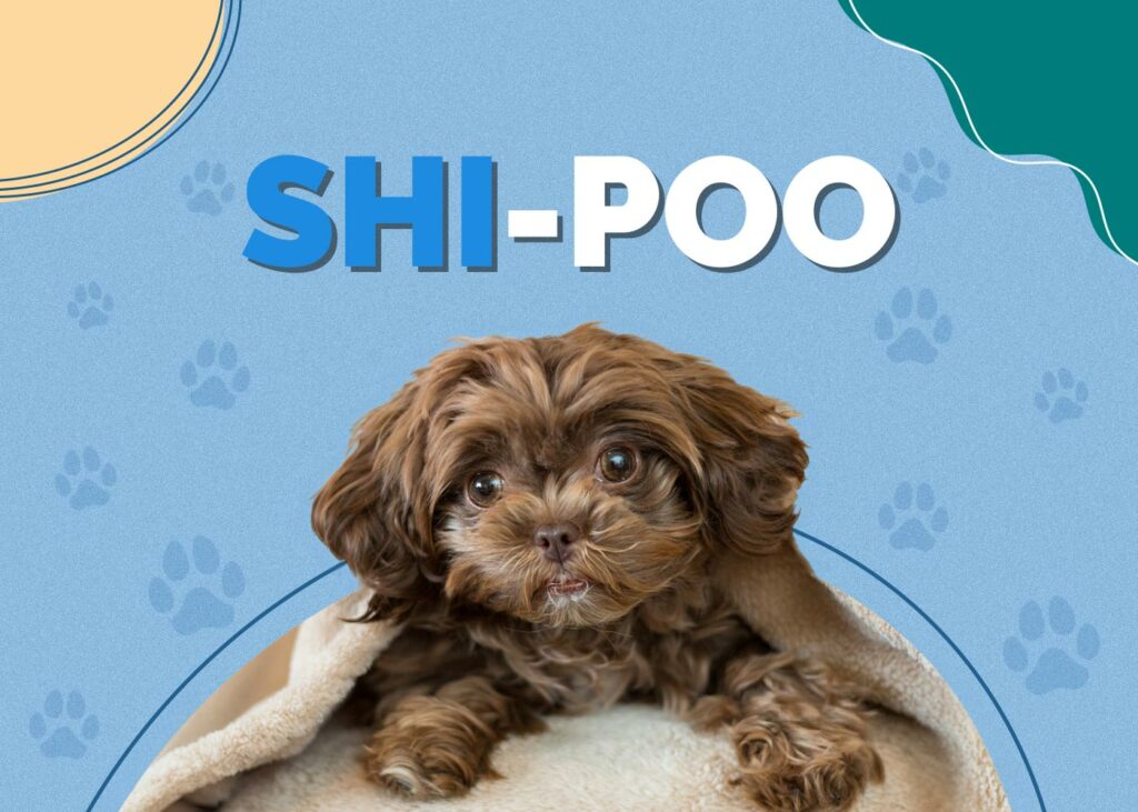 Shih-Poo (Shih-Tzu & Poodle Mix)