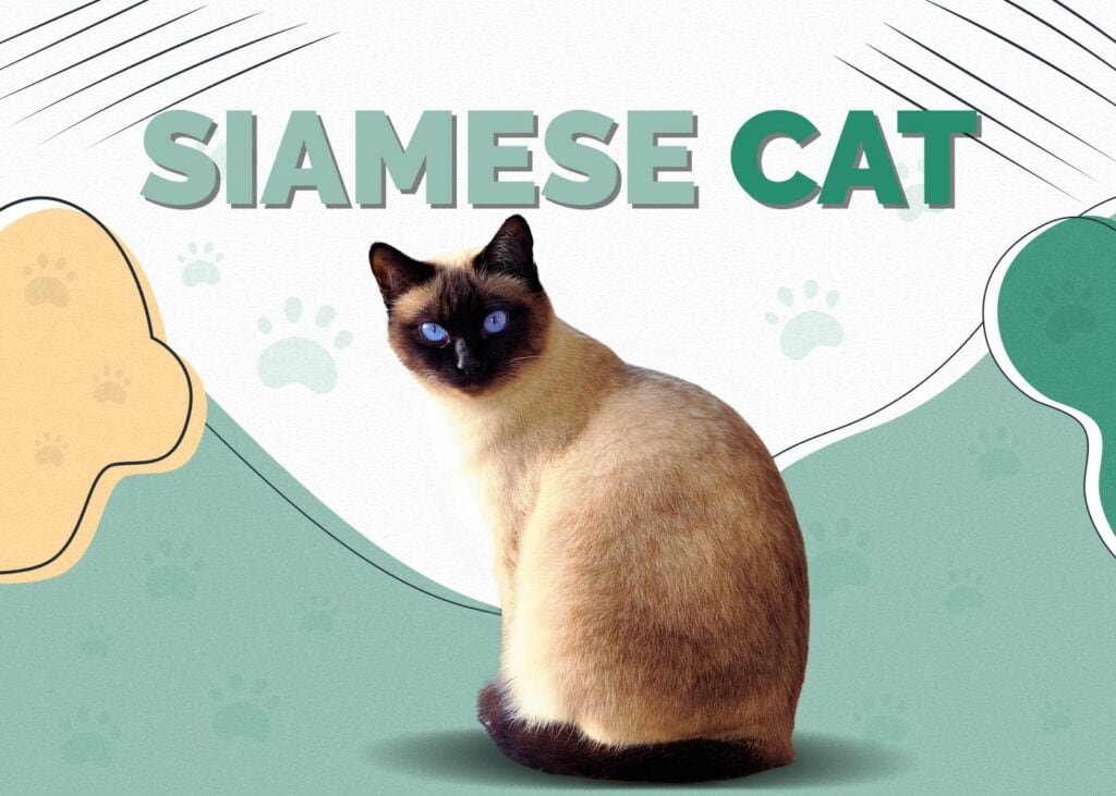 Siamese Cat