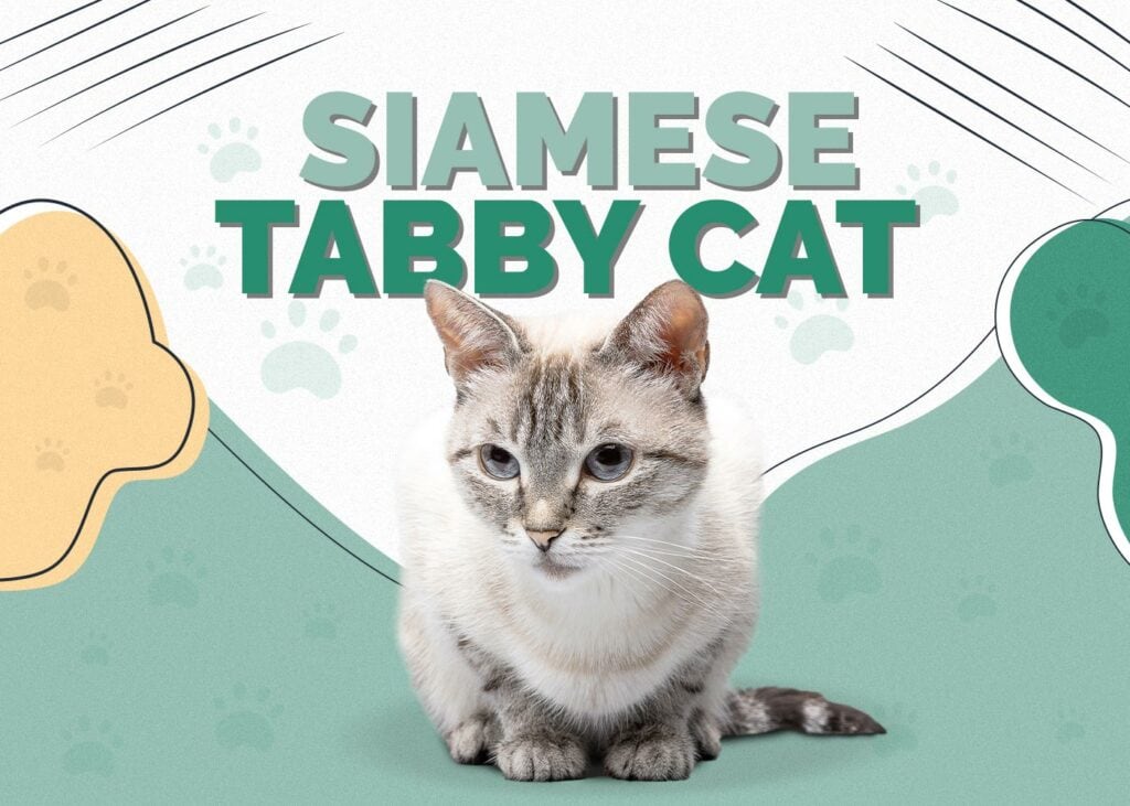 Siamese Tabby Cat