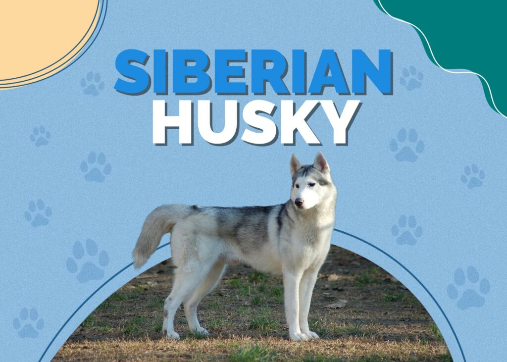 Siberian Husky