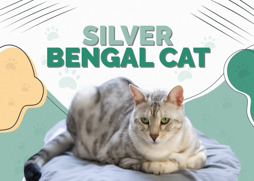 Silver Bengal Cat
